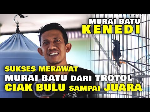 SUKSES MERAWAT MURAI BATU DARI TROTOL CIAK BULU SAMPAI JUARA