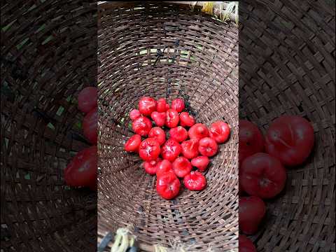 എൻറെ വീട്ടിലുള്ള കുറച്ചു variety fruits കണ്ടാലോ?(part1) #shorts #homegarden #shortvideo #fruitplants