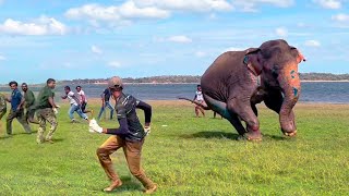 Treating a wild elephant injured in a fight with a tusk elephant | Elephant | Wildlife #animals