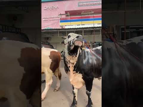 Kedatangan Kendaraan Akhirat #youtubeshorts #viral