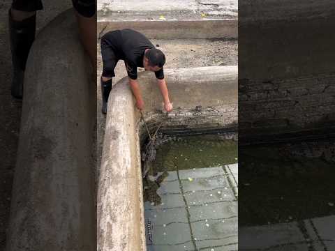 पापा ने जैसे ही मगरमच्छ को पकड़ा उसके बाद जो हुआ 🥺🤔 #amazingfacts #shortsfeed #facts #shorts