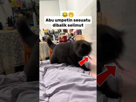 Abu umpetin sesuatu dibalik selimut😂🤭#feedshorts #kucinglucu #funnyshorts