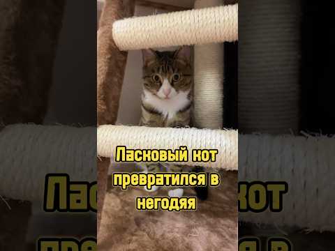 Ласковый кот превратился в негодяя 🐈 #питомцы #котики #кот #кошки #cat