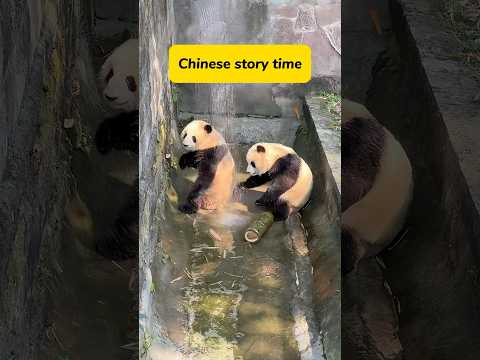 Chinese Story Time! What are the pandas doing? #learnchinese #language