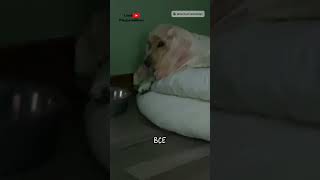 Я хочу гав 🐶