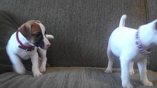 Jack Russell puppies Alex and Duke playing
