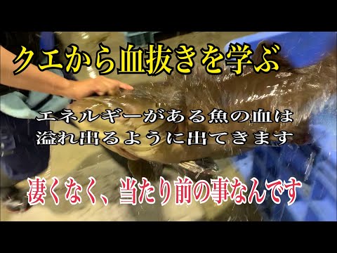 クエから血抜きを学ぶ【エネルギーのある魚の血は溢れ出るように出てきます】凄くなく、当たり前の事なんです編 vol.335