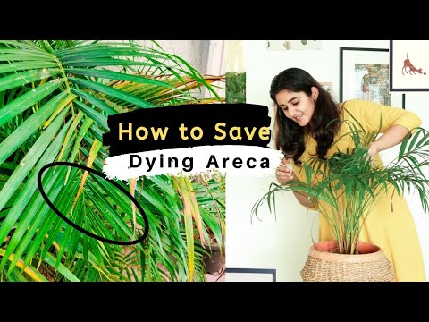 How to Save a Dying Areca Palm