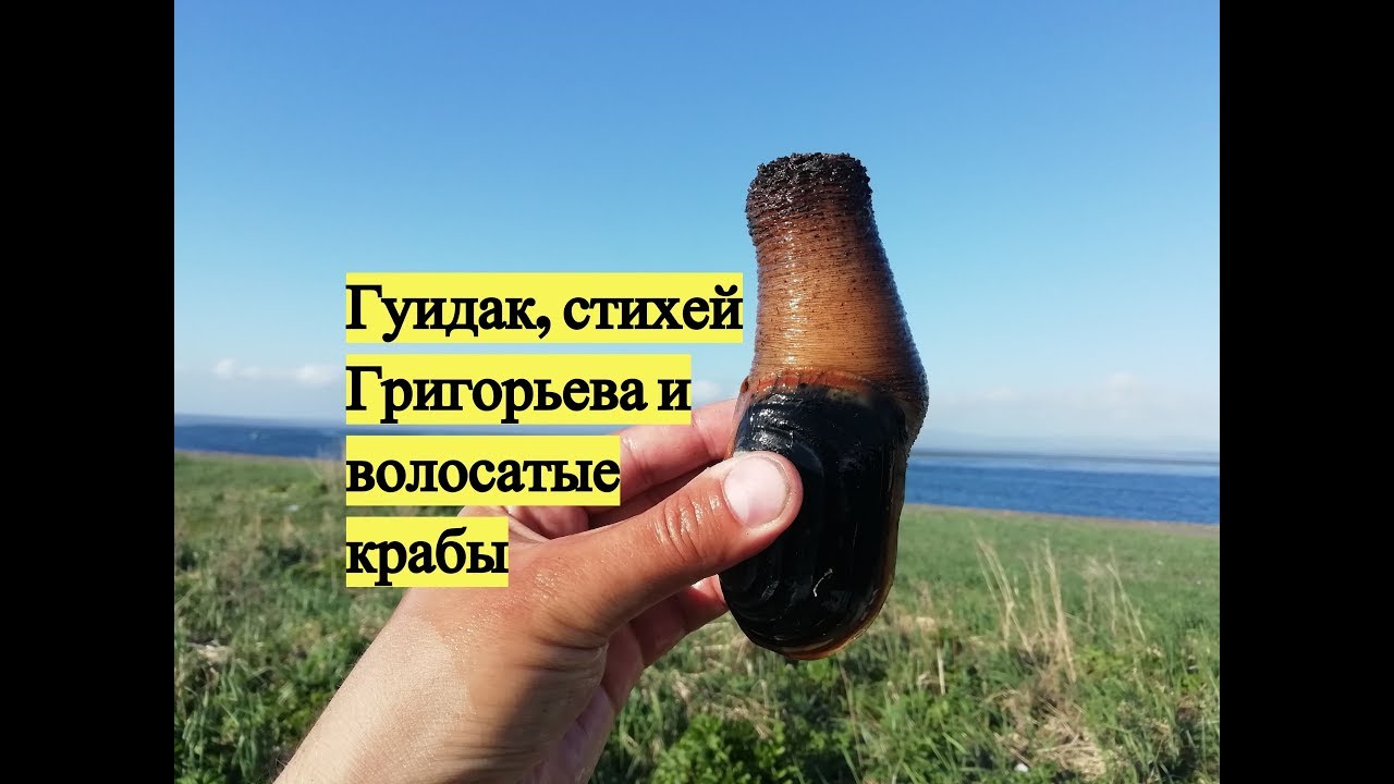 Гуидак, стихей Григорьева и волосатые крабы / Digging for Geoduck