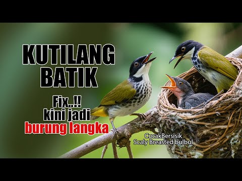 KUTILANG SISIK RIWAYATMU KINI..!! masih ada gak ditempat kalian burung KUTILANG kaya GINI