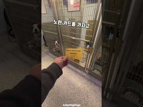 자기가 입양 된다는걸 알게 된 강아지