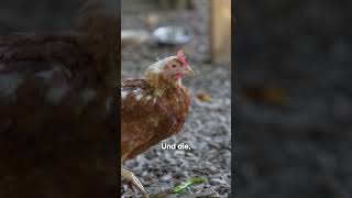 Sie rettet Hühner vor der Schlachtung 🐔