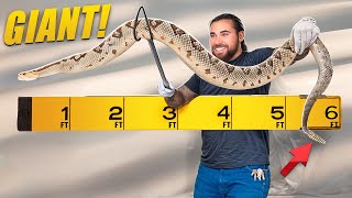 Unboxing A Giant 6ft Long Rattlesnake!