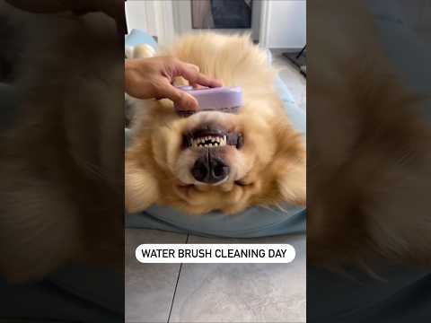 Cleaning day✨️🐶 #dogproducts #petproducts #dogowners #catowners #petowners