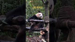 梅兰：吃了肉肉就不能吃我了喔～ #熊猫日记