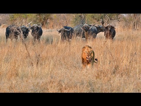 Large Male Lions Chased by Cape Buffalo Herd in Kruger National Park - 30 Oct 2024 Orpen Gate area