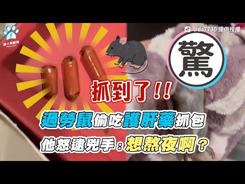 【過勞鼠偷吃護肝藥抓包 他怒逮兇手：想熬夜啊？】｜TikTok / lrds7730｜FB / 我家小主子｜網友 / Bebe Wang