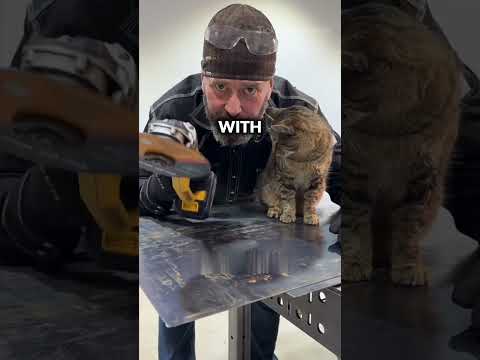 Nobody truly hates cats