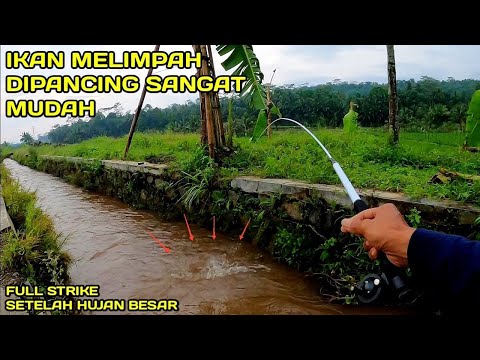 Mancing di Selokan Setelah Hujan ikan Melimpah Mancing jadi Makin Mudah #LM13