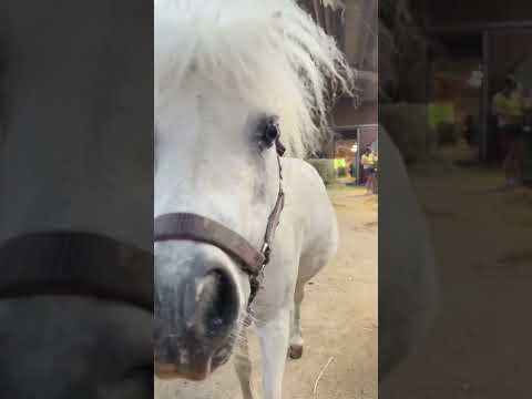 Walt for it - Wilmaaaaa #equestrian #horse #pferde
