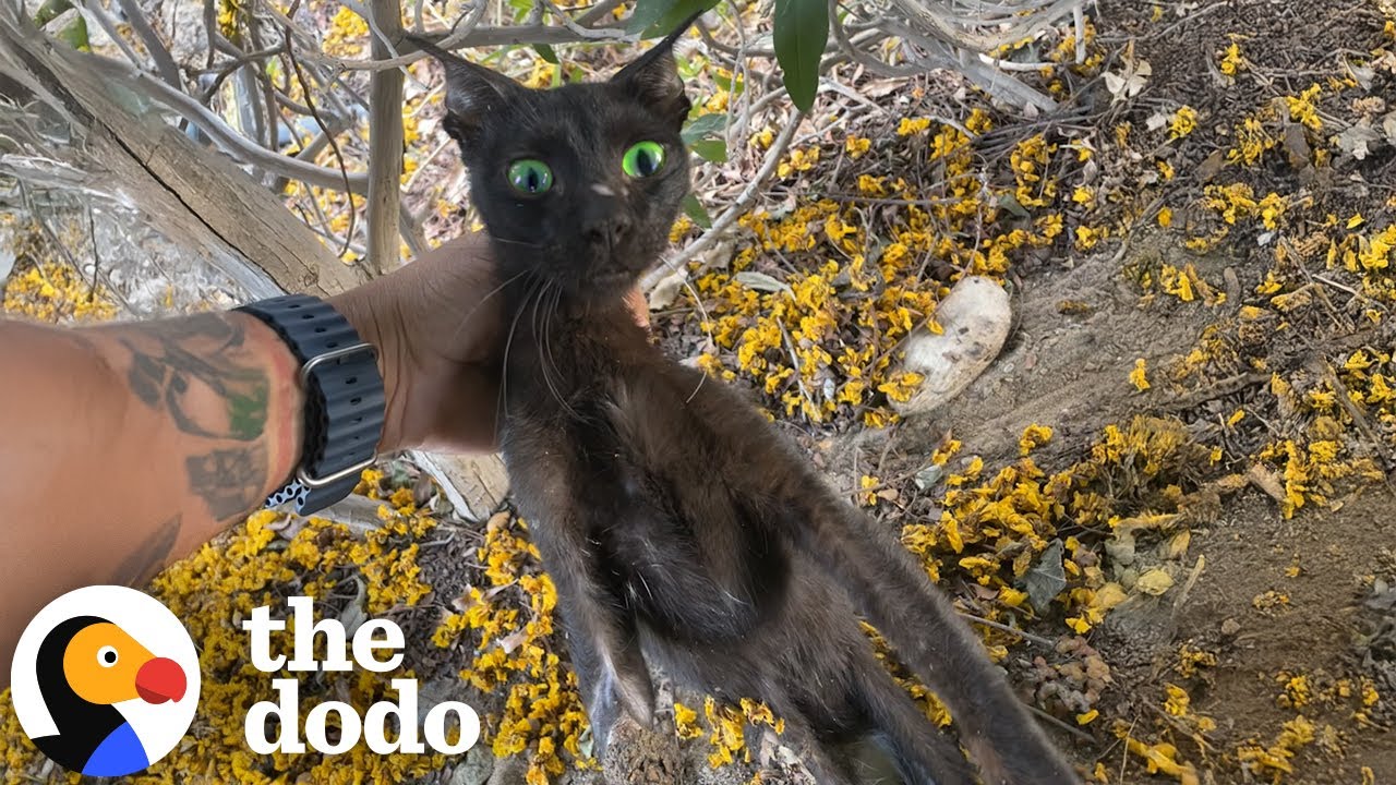 Rotting Three Legged Cat Has The Most Inspiring Glow-Up - The Dodo
