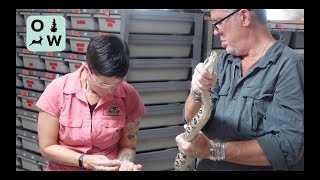 Snake Venom Extraction at Deland Reptile Center