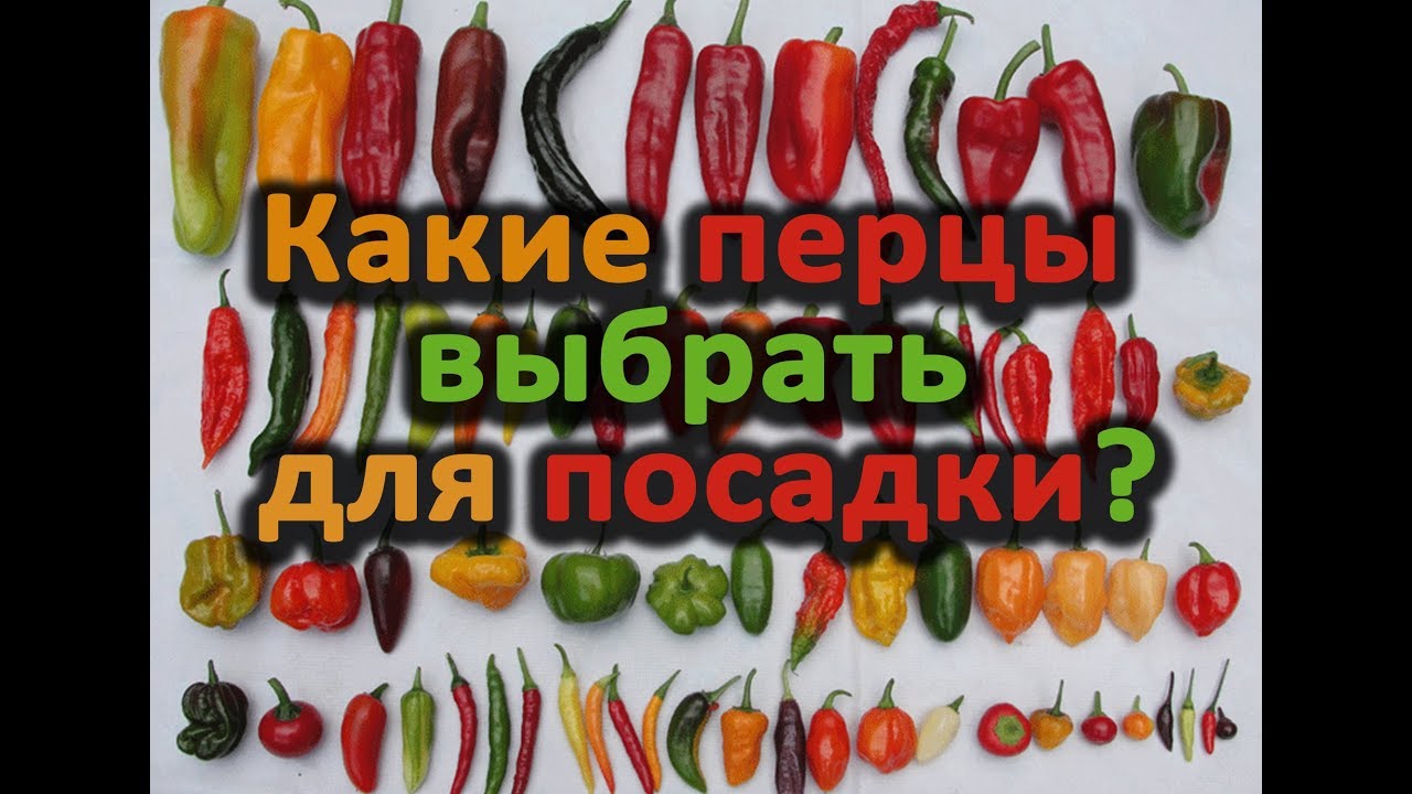 Какие перцы сажать? Отличная подборка: от ранних до поздних, от тепличных до консервирования