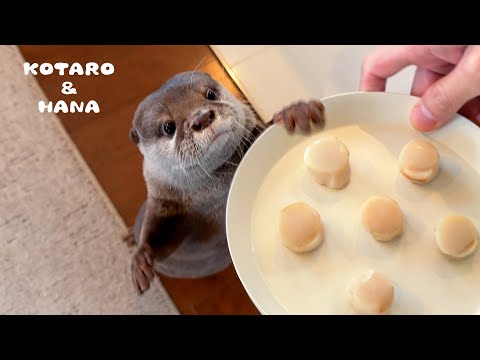 ホタテを独り占めしたいカワウソがとんでもない行動に出る　Otters Go Into Scallop-Fueled Eating Frenzy