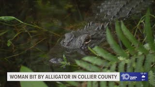 Woman bit by alligator in Collier County