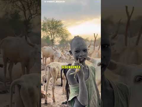 kotoran sapi di oleskan ke tanduknya!