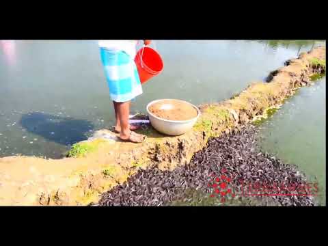 Feeding Fish | High Density Catfish Farming