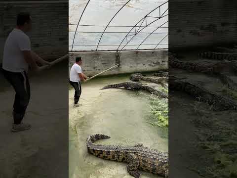 #crocodile #alligator #florida #everglades #miami #usa #travel #wildlife #nature #crocodiles