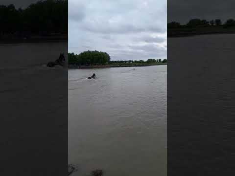 Cavalo se joga na água pra salvar égua