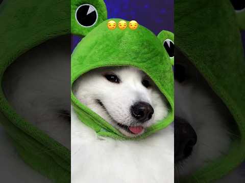 Isn’t that crazy 😏 #dogshorts #funny #puppy #cute #tiktok #dog #dogsofinstagram ib:toyoanimation