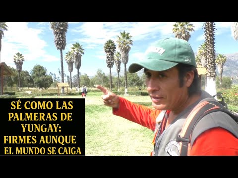 Solo cuatro palmeras pudieron resistir la furia del Huascarán