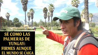 Solo cuatro palmeras pudieron resistir la furia del Huascarán