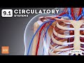 Circulatory System Concepts and Functions