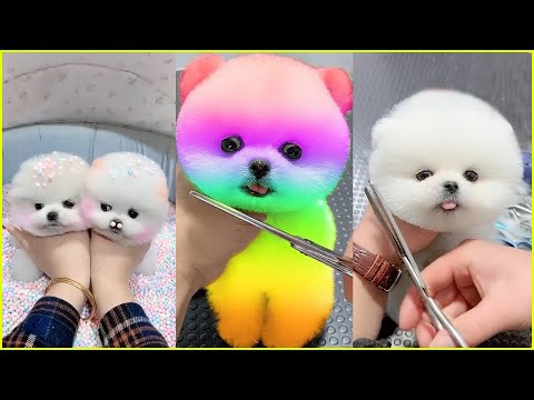 The Cutest Mini Pomeranians in the World 😍 Chó Phốc Sóc Mini Dễ Thương Nhất Thế Giới 🐾 #592