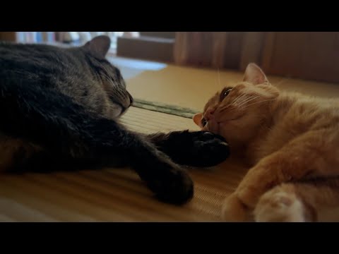 隣でゴロン、さりげなく甘える月　One Summer Afternoon