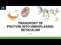 Protein Transport Mechanisms in Cells