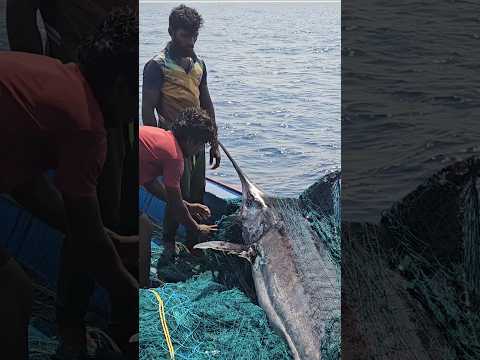Blue Marlin From Deep Sea #shortsviral #fishing #food #reels #fishinggear #fishingworld #fishhard