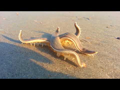 海星Starfish Walking on the Beach - YouTube(1zp 26aul3(1分26秒)