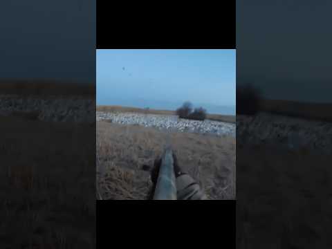 1000+ Goose shooting at water Pond #goosehunting #chasse #загоннаяохота #hunting #охота #geese