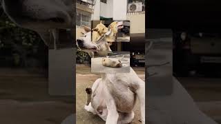 Friendship Day Special: Not Just Pets, They’re Your Paw-some Soulmates
