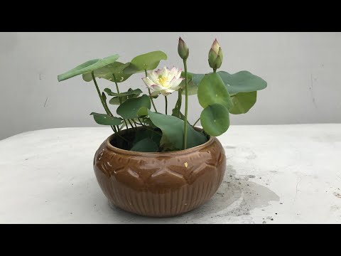 Hoa sen mini rung động | trồng sen mini tại nhà