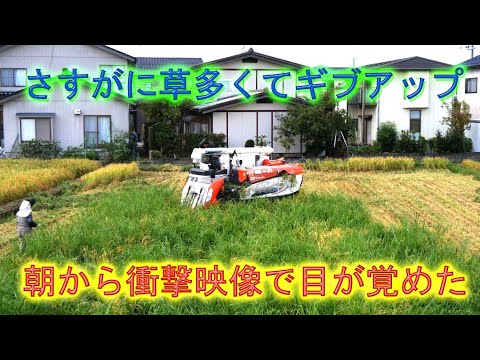 作業請負稲刈りだが訳あって草ボウボウ・ザルビオからミルキークイーン前倒し稲刈り指示・2024
