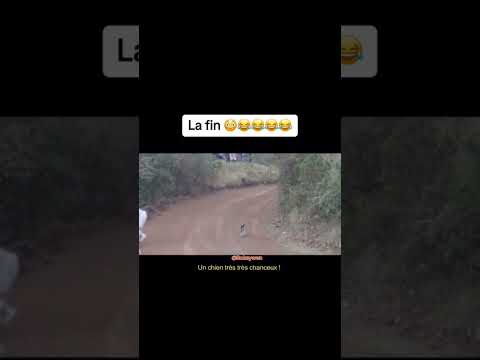 La stupidité des spectateurs #automobile #rallyesports #like #rally #rallye #crash #inoxtag #drift