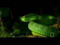 Green Pit Viper Facts and Behavior