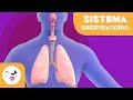 Funciones del sistema respiratorio