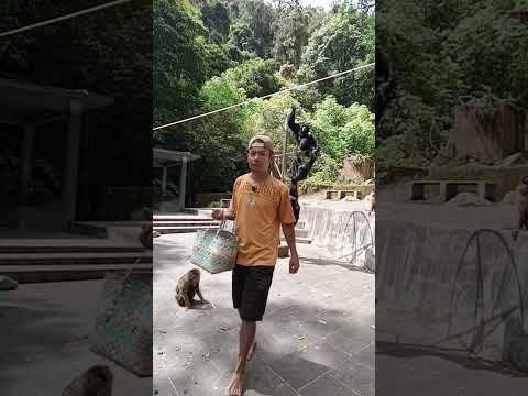 Sabar lah nelli#pecintasatwa #monkey #wisataalam